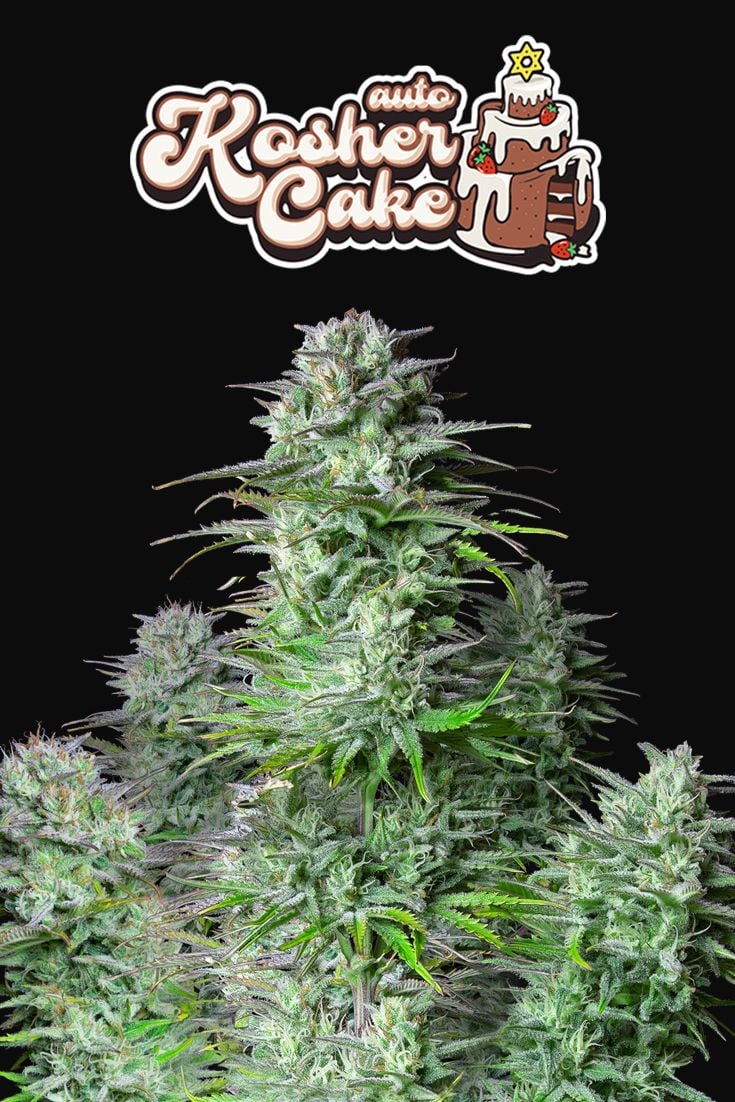 Kosher Cake - Auto