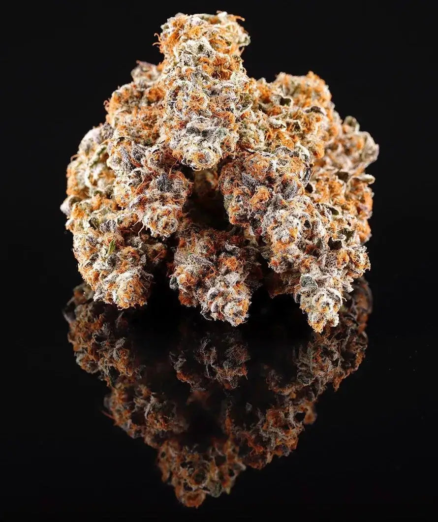 La Bomba - Feminized 2