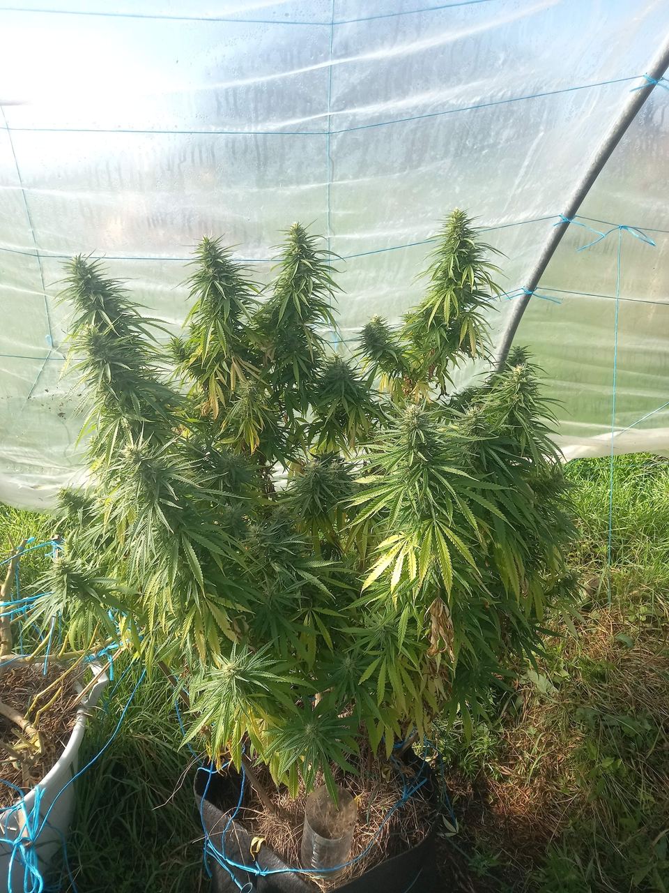 Lemon Haze Elite - Feminized