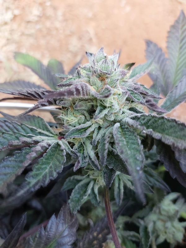 London Pound Cake - Feminized 1