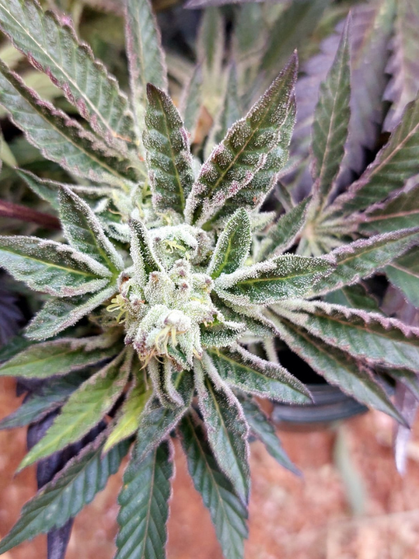 London Pound Cake - Feminized