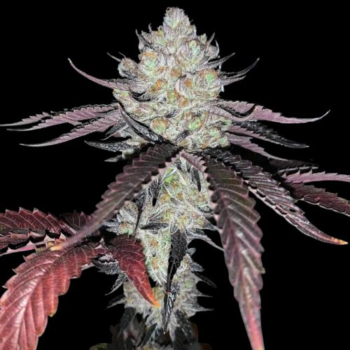 Marshmellow OG - Feminized