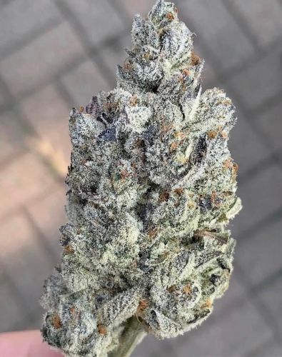 Marshmellow OG - Feminized 2