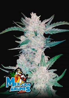 Mexican Airlines - Auto