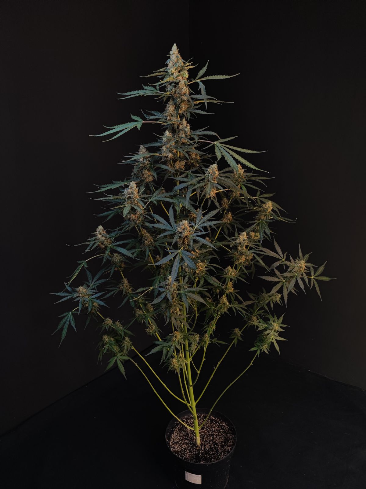 Northern Lights - Auto