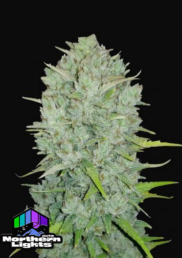 Northern Lights - Auto