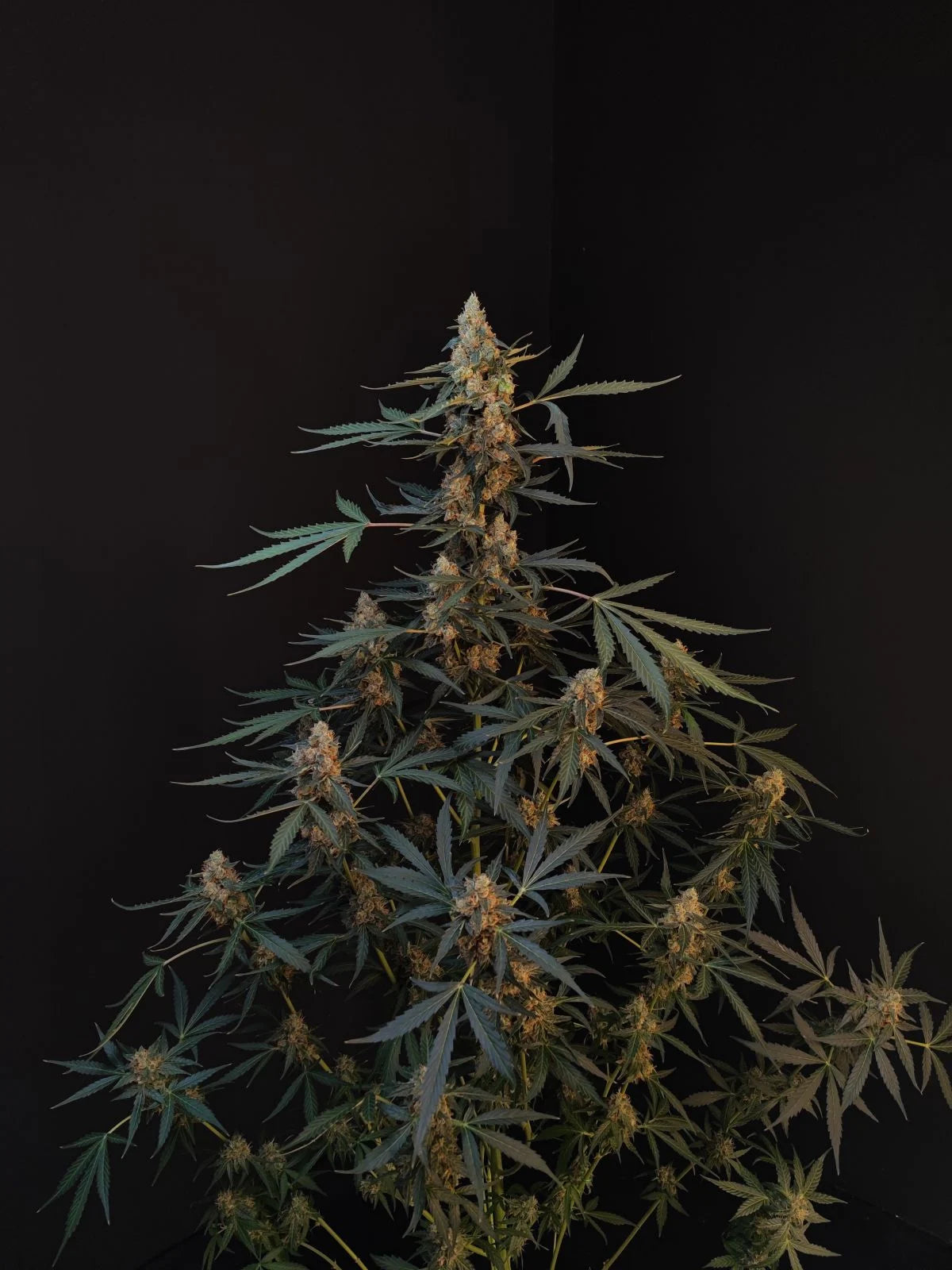 Northern Lights - Auto