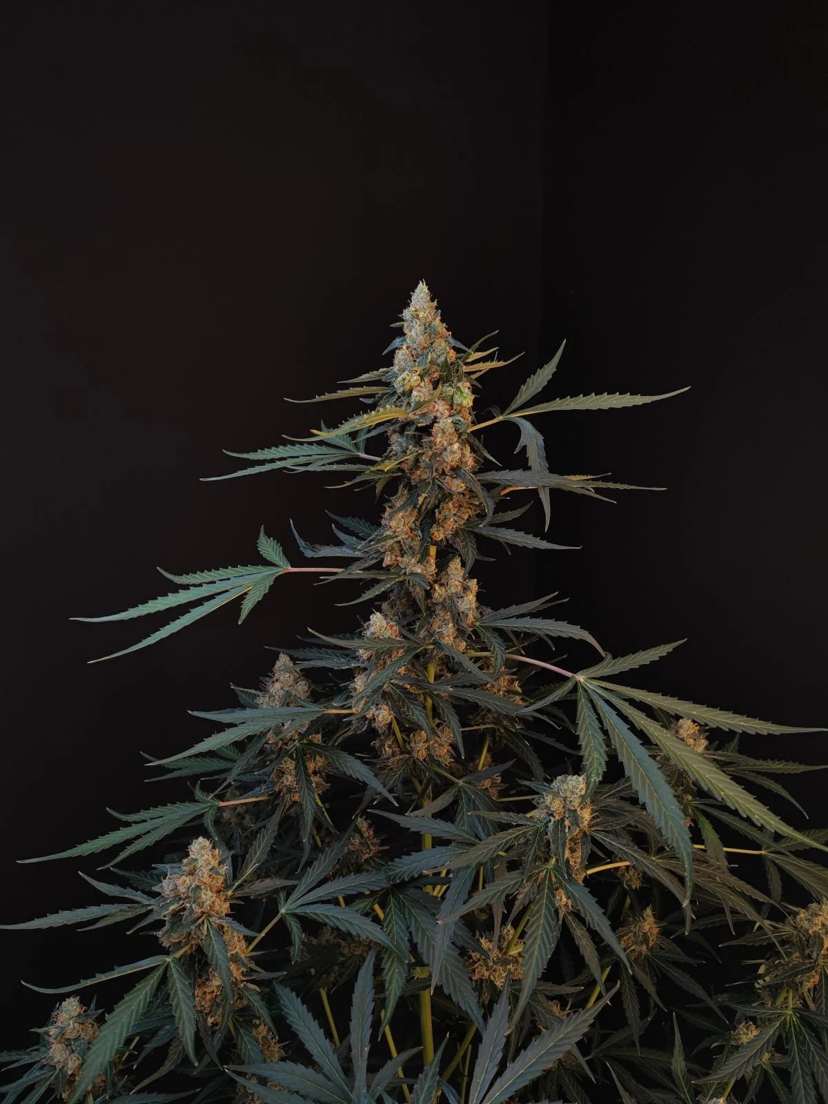 Northern Lights - Auto