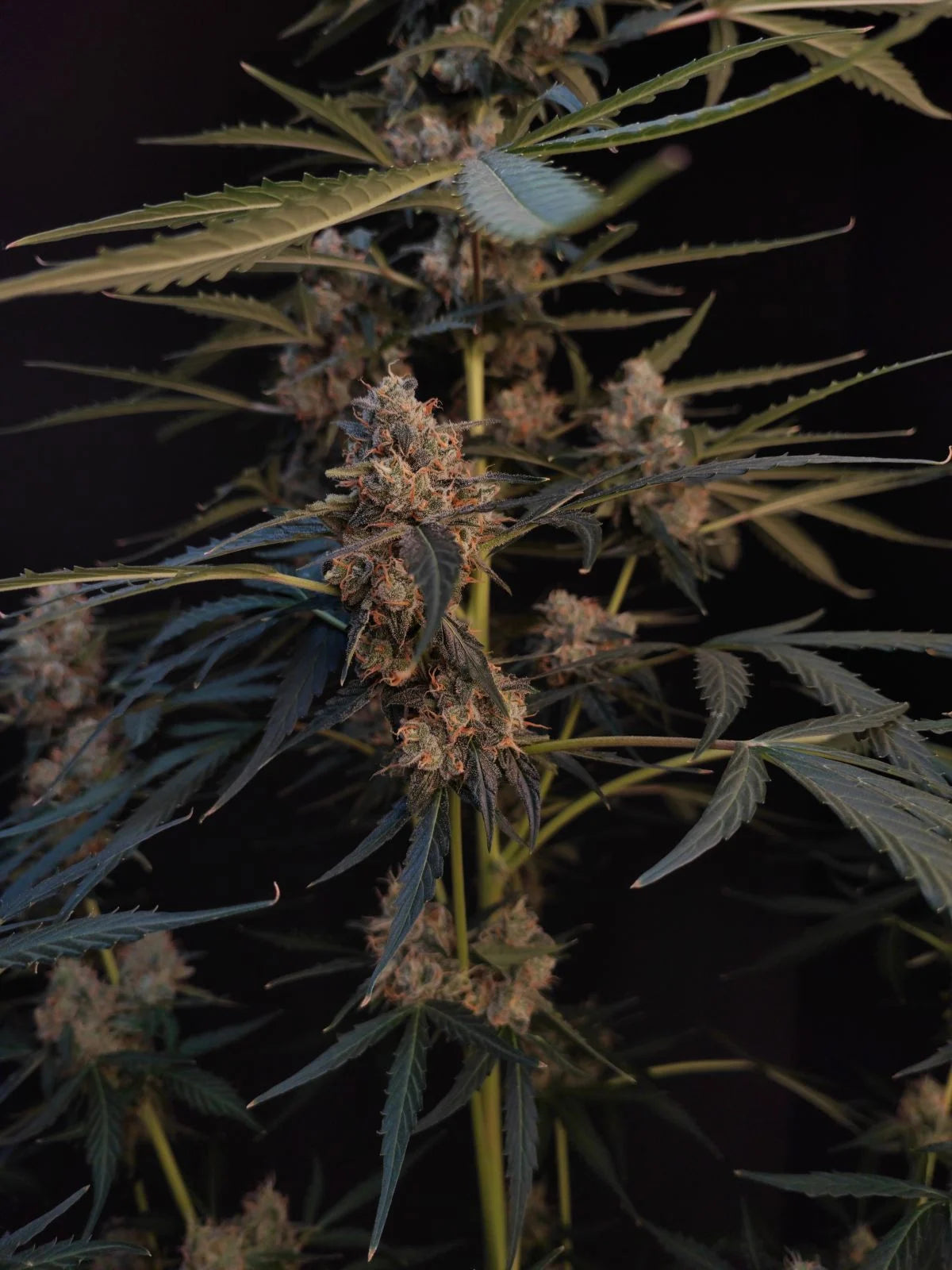 Northern Lights - Auto