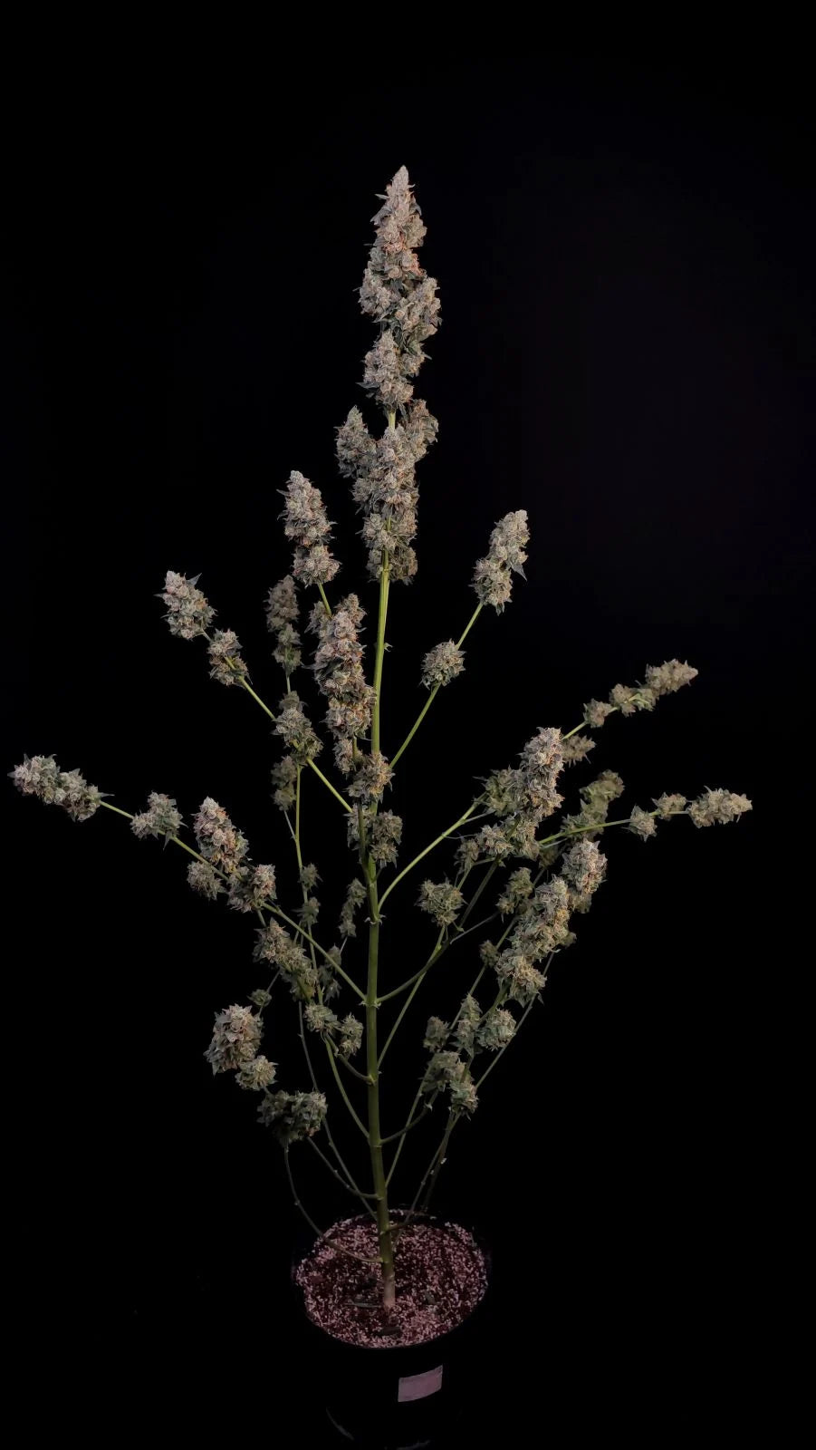 Northern Lights - Auto