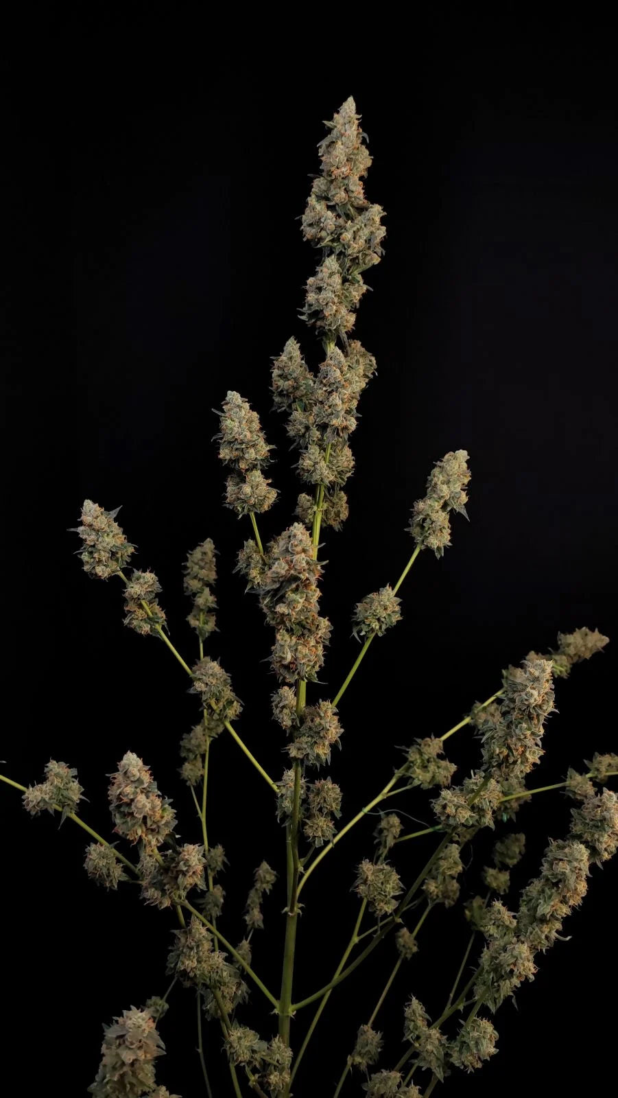 Northern Lights - Auto