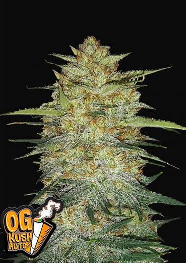 OG Kush - Auto