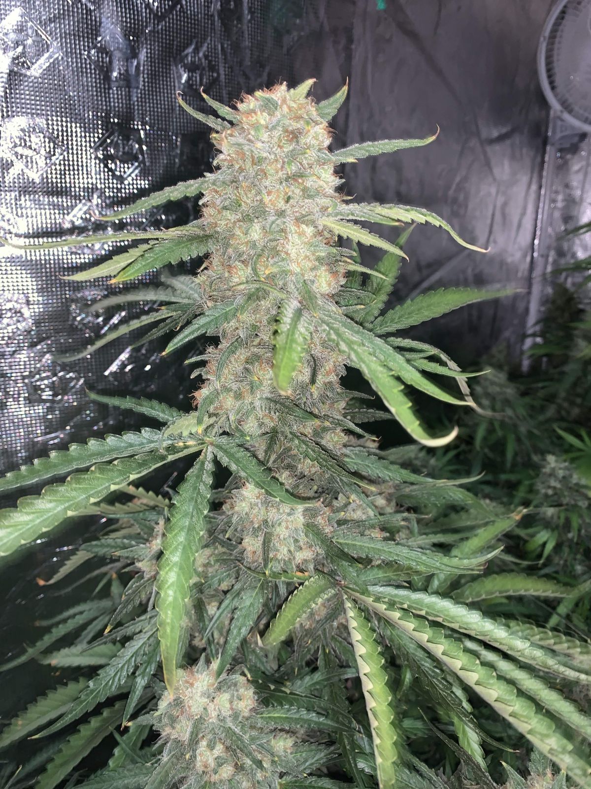 OG Kush - Auto