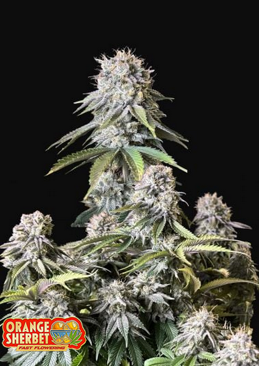 Orange Sherbet Fast Flowering - Feminized