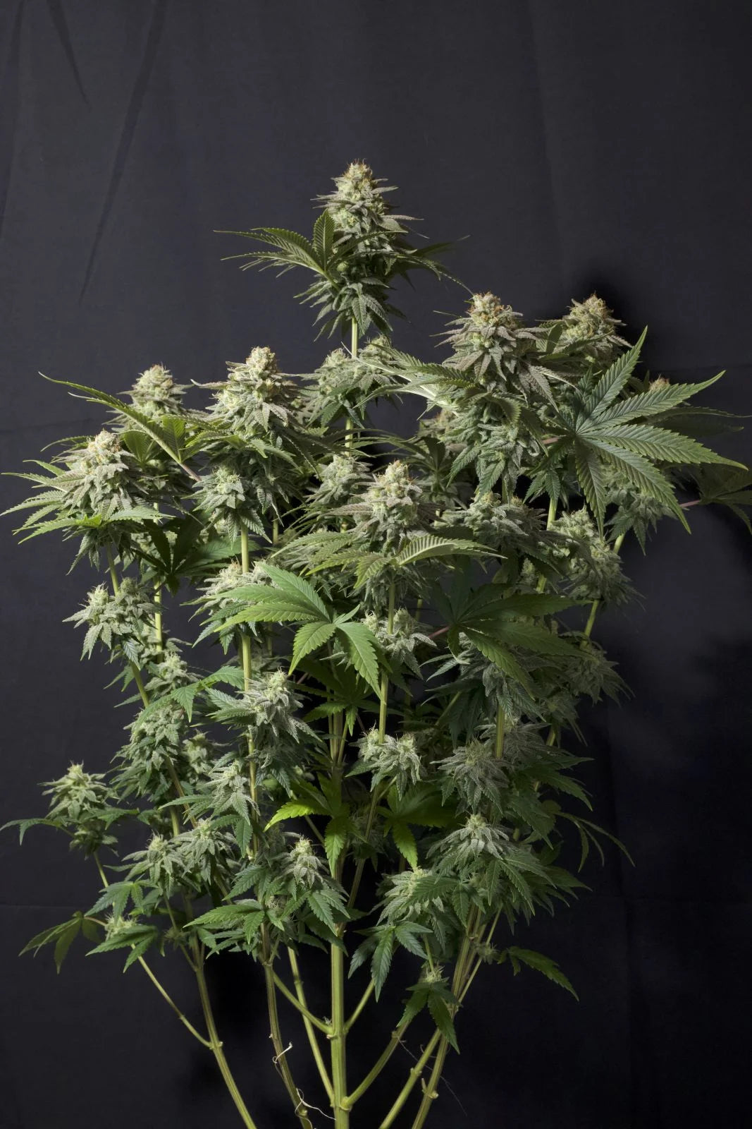 Orange Sherbet Fast Flowering - Feminized 1