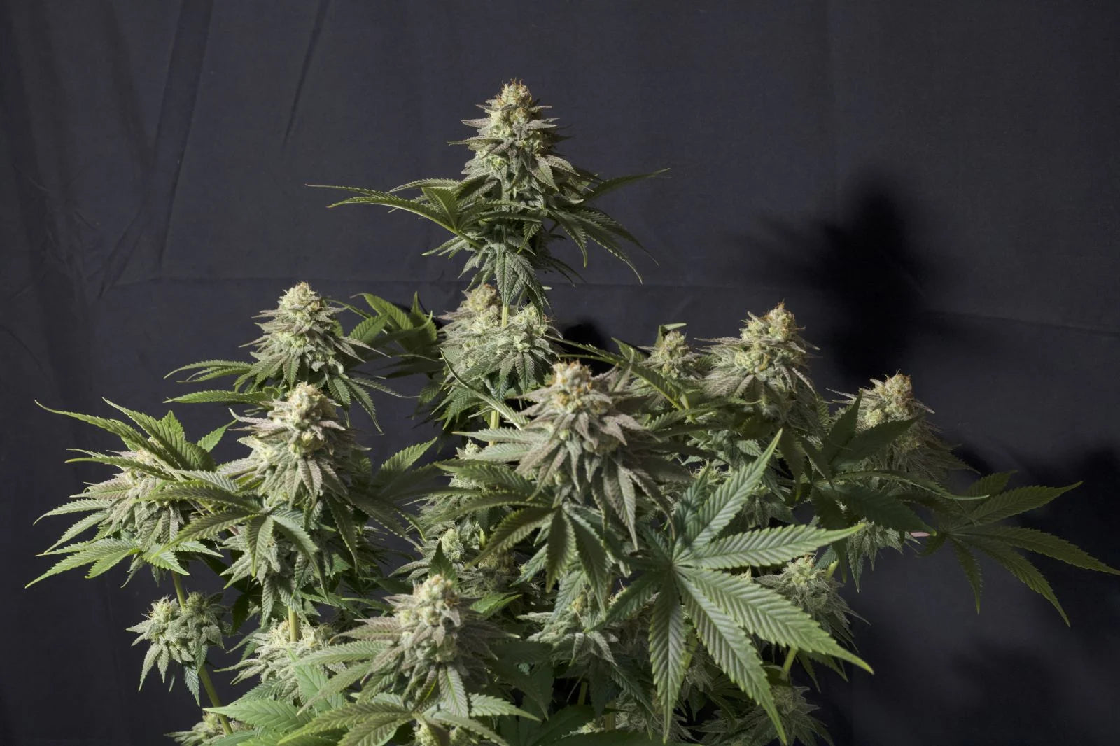 Orange Sherbet Fast Flowering - Feminized 2