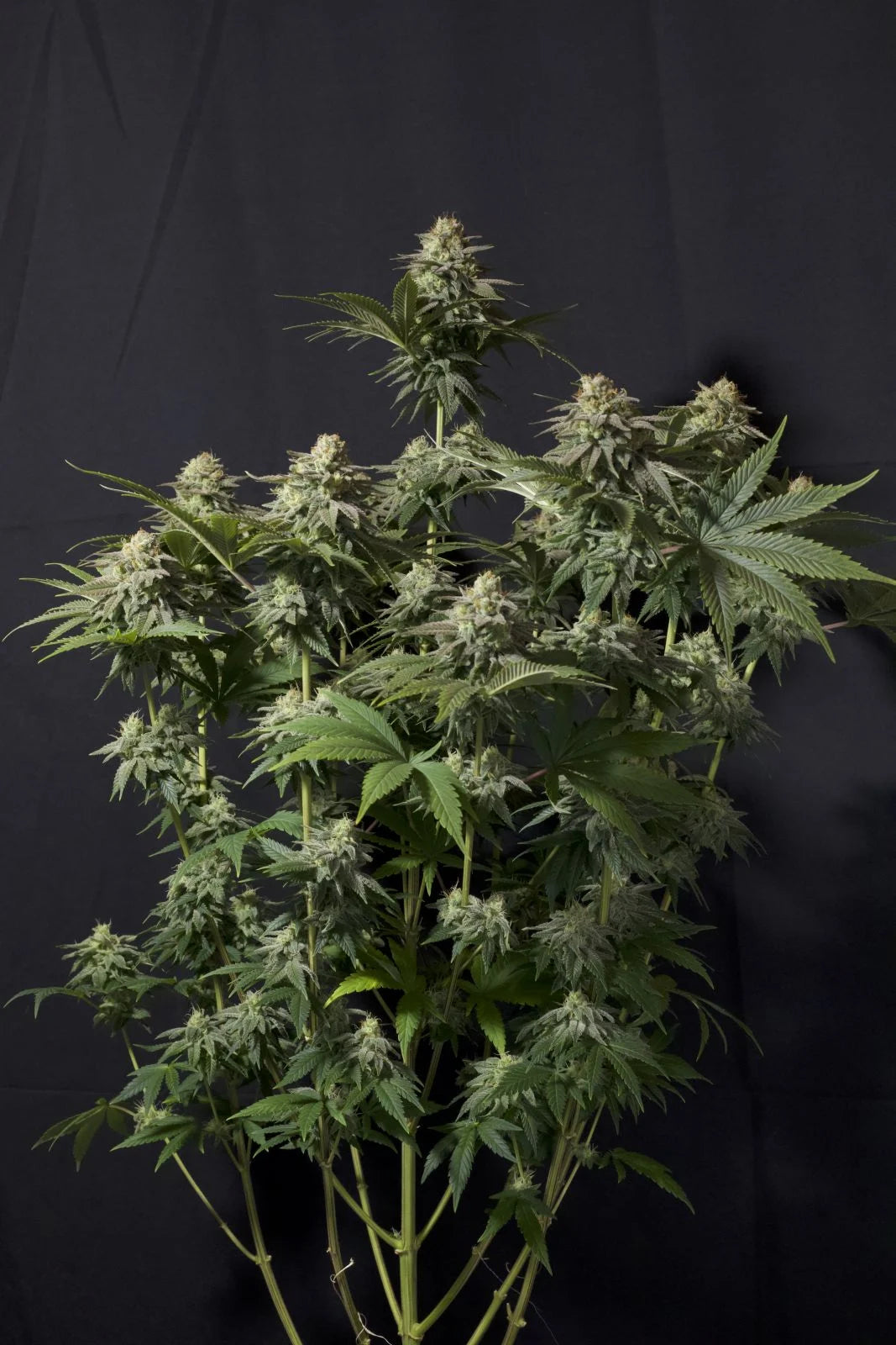 Orange Sherbet Fast Flowering - Feminized 5