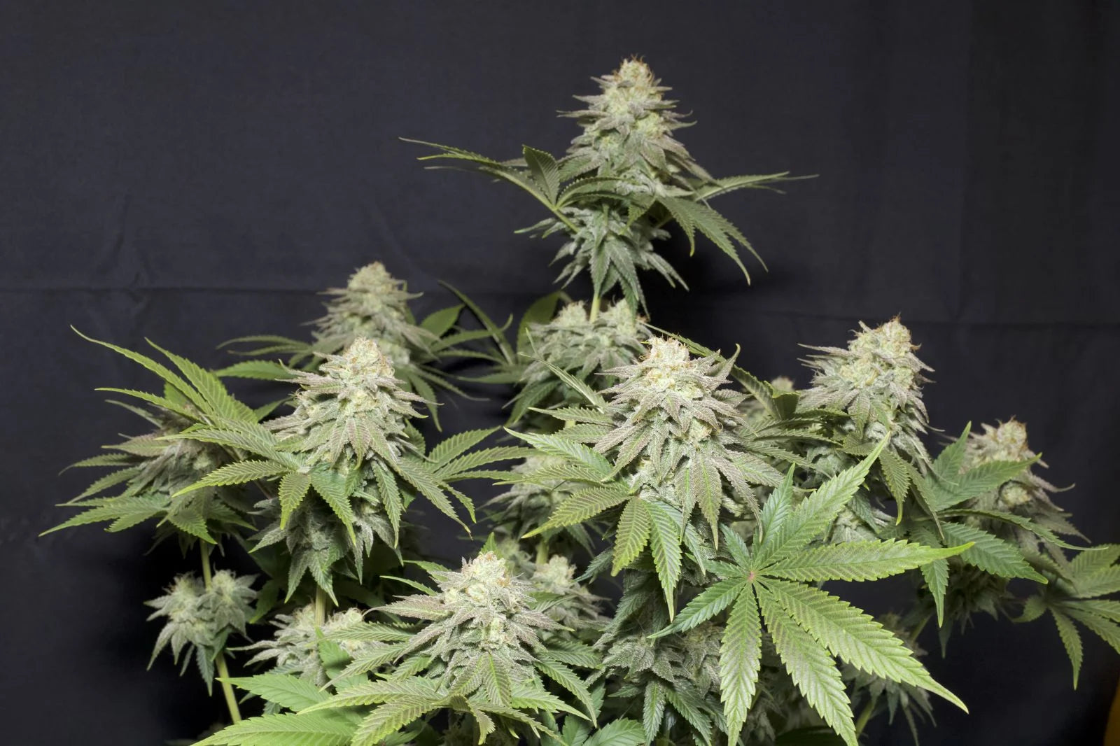 Orange Sherbet Fast Flowering - Feminized