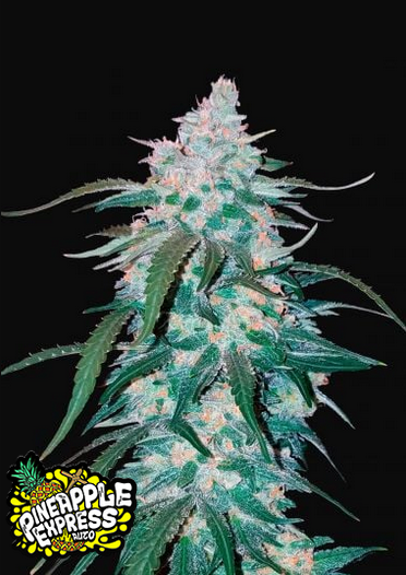 Pineapple Express - Auto