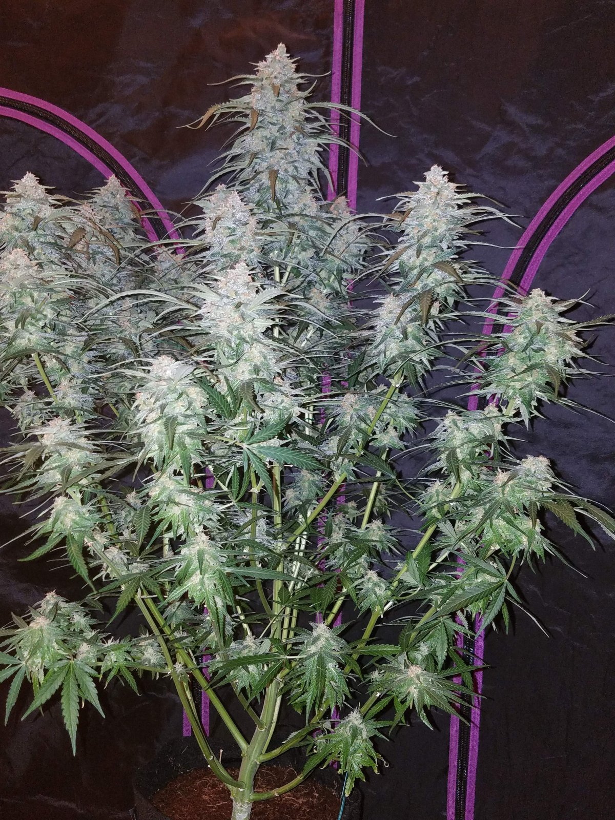 Pineapple Express - Auto