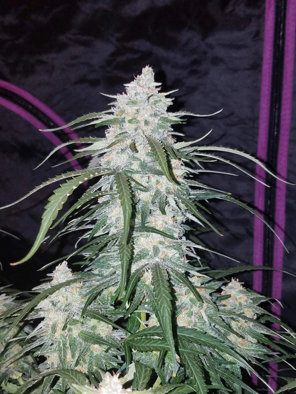 Pineapple Express - Auto