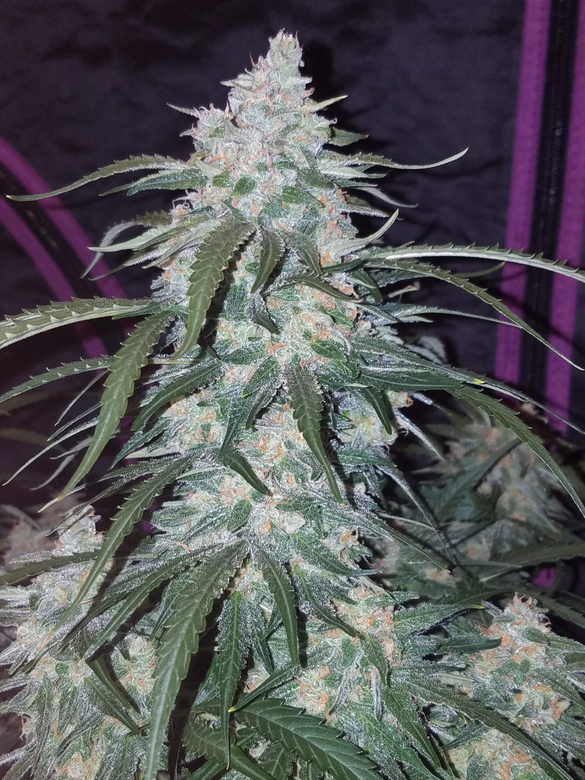 Pineapple Express - Auto