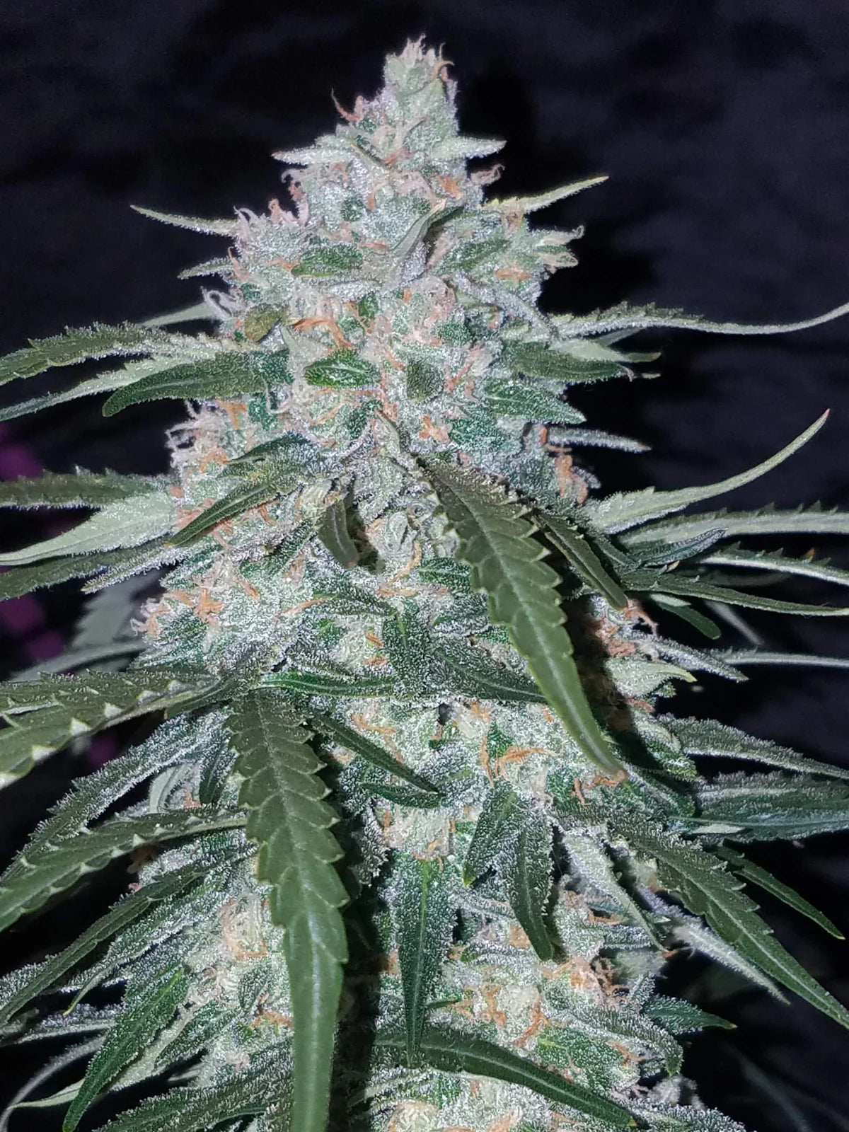 Pineapple Express - Auto