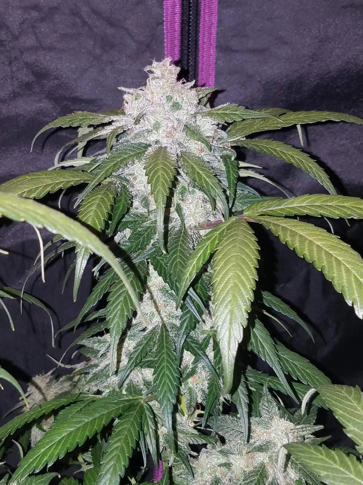 Pineapple Express - Auto