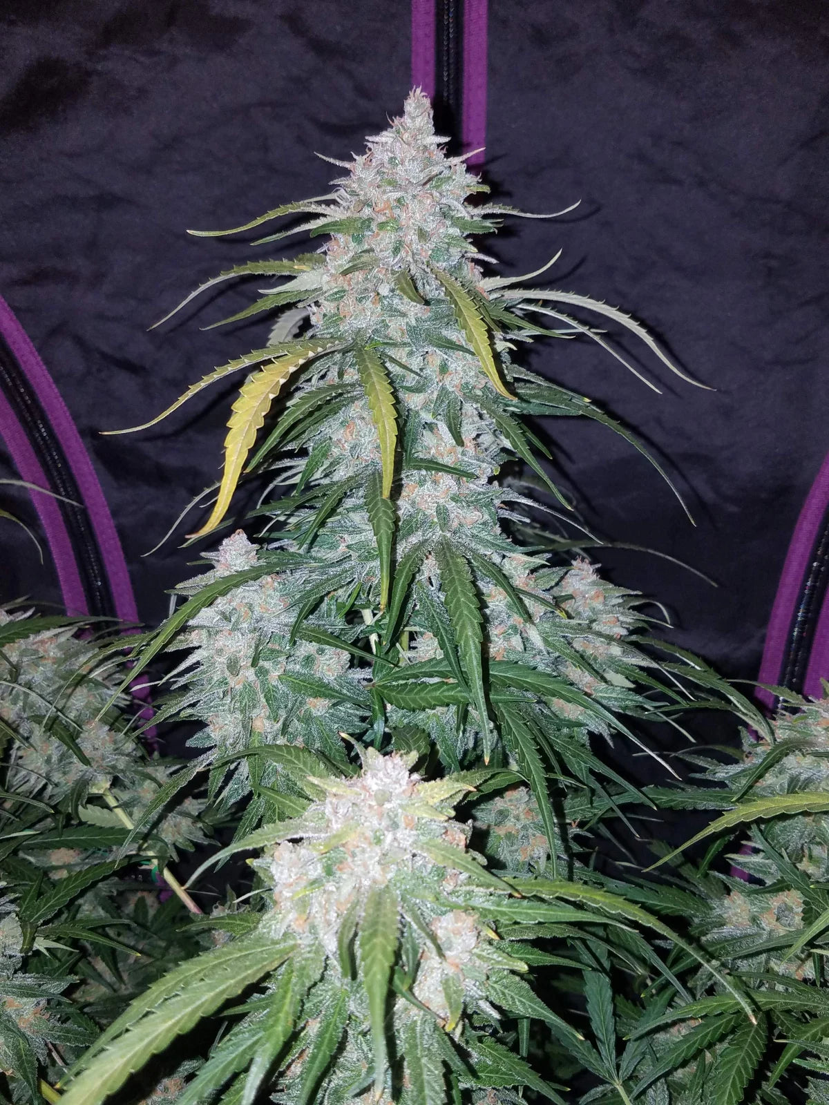 Pineapple Express - Auto