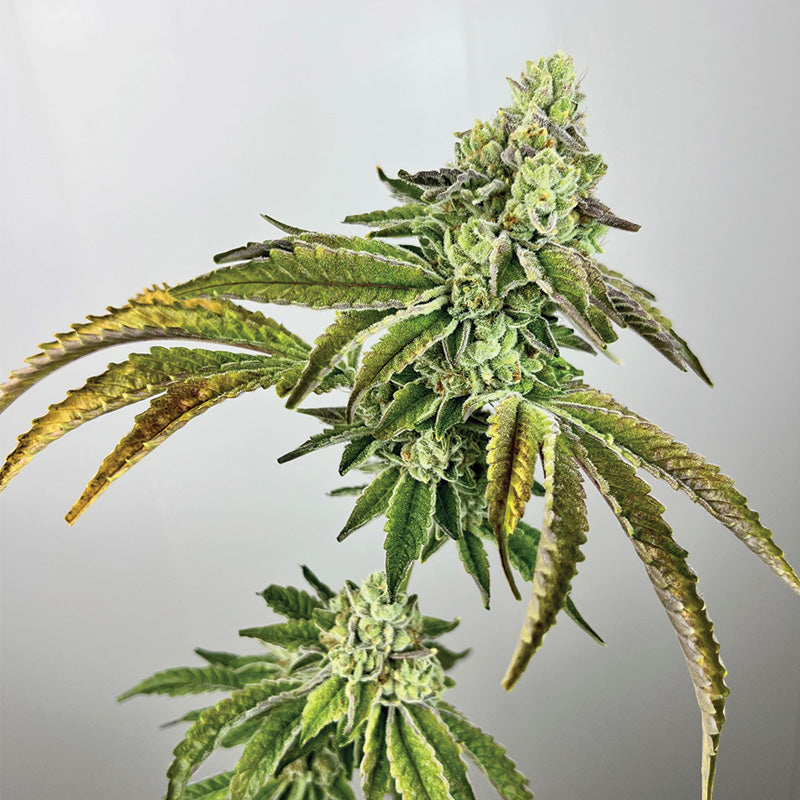 Plasma Gas - Feminized