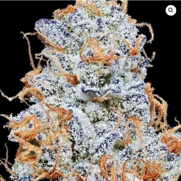 Platinum Valley - Feminized 2