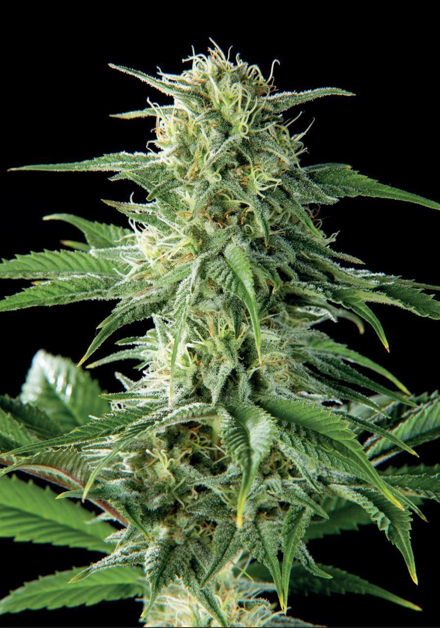 Pure CBD Punch 22 - Feminized 2