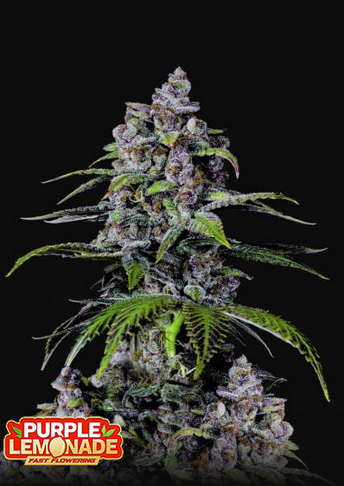 Purple Lemonade Fastflowering - Feminized