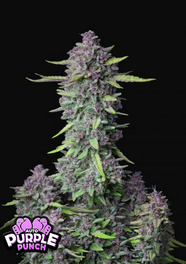 Purple Punch - Auto