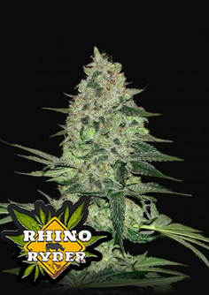 Rhino Ryder - Auto