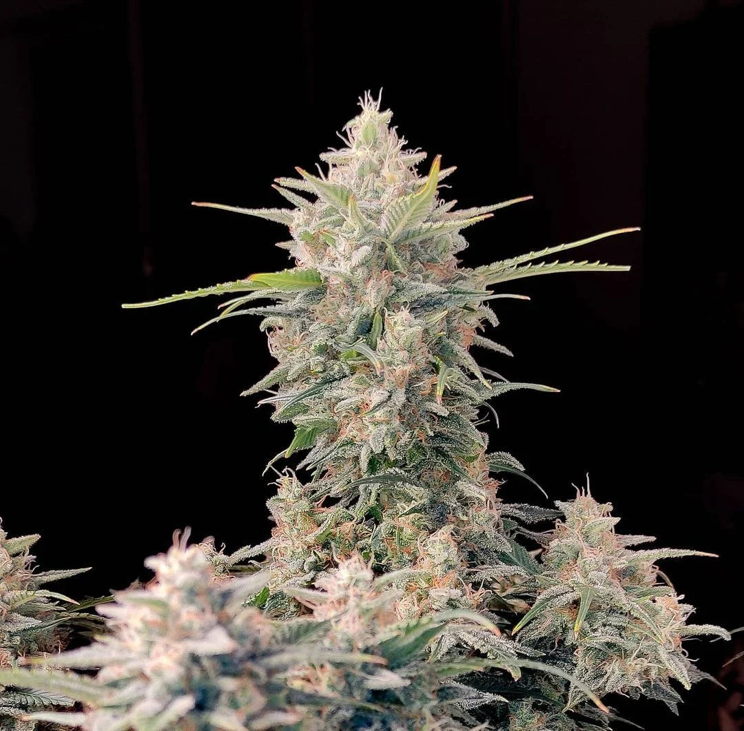 Skunk - Auto