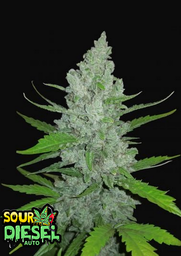 Sour Diesel - Auto
