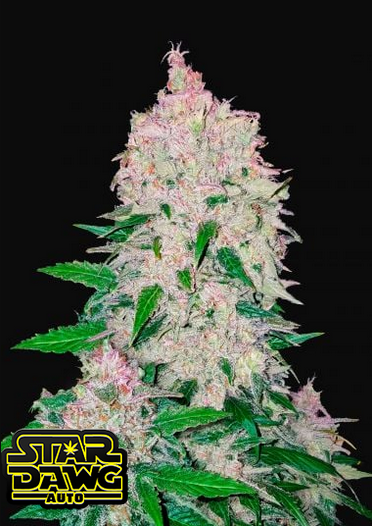 strawberry stardawg seeds Stardawg