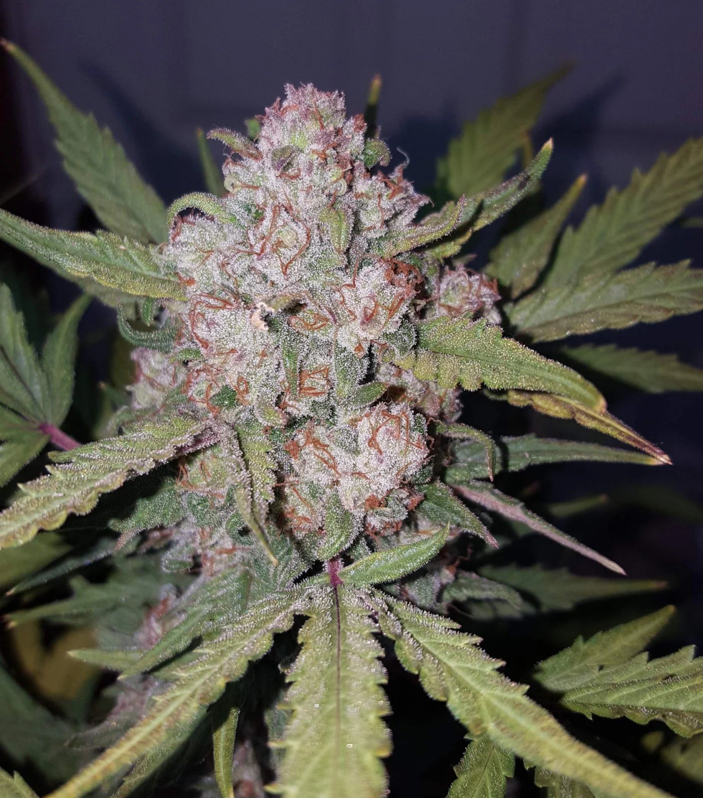 Stardawg - Auto