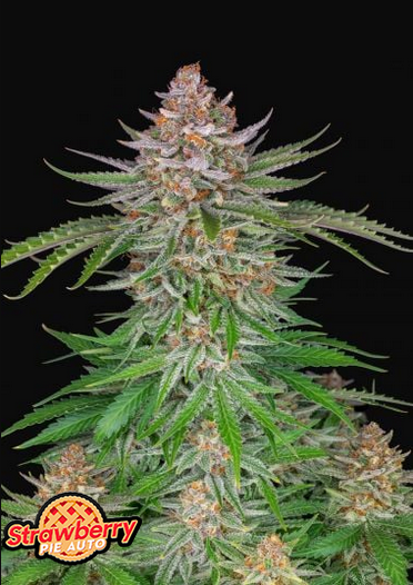 Strawberry Pie - Auto