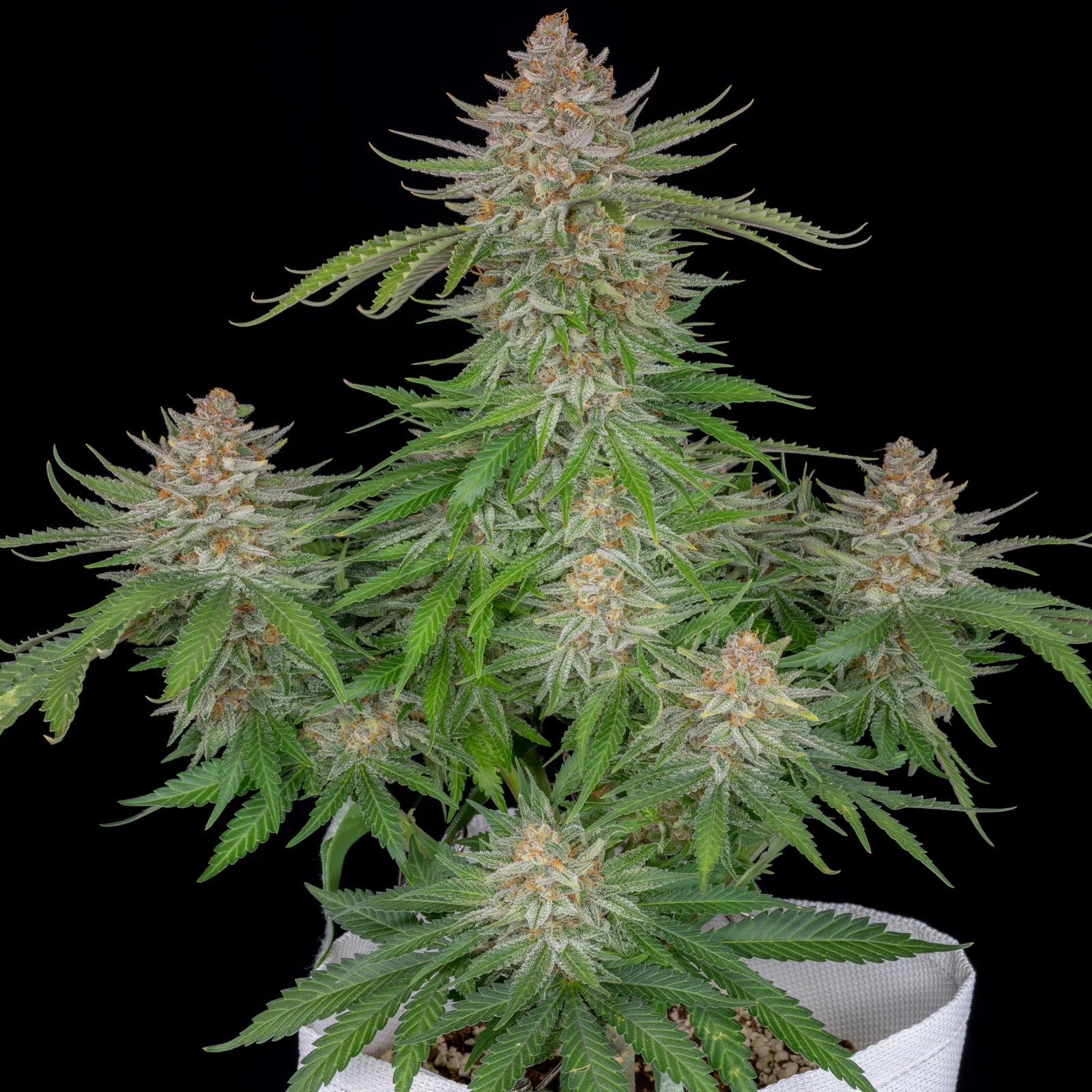 Strawberry Pie - Auto