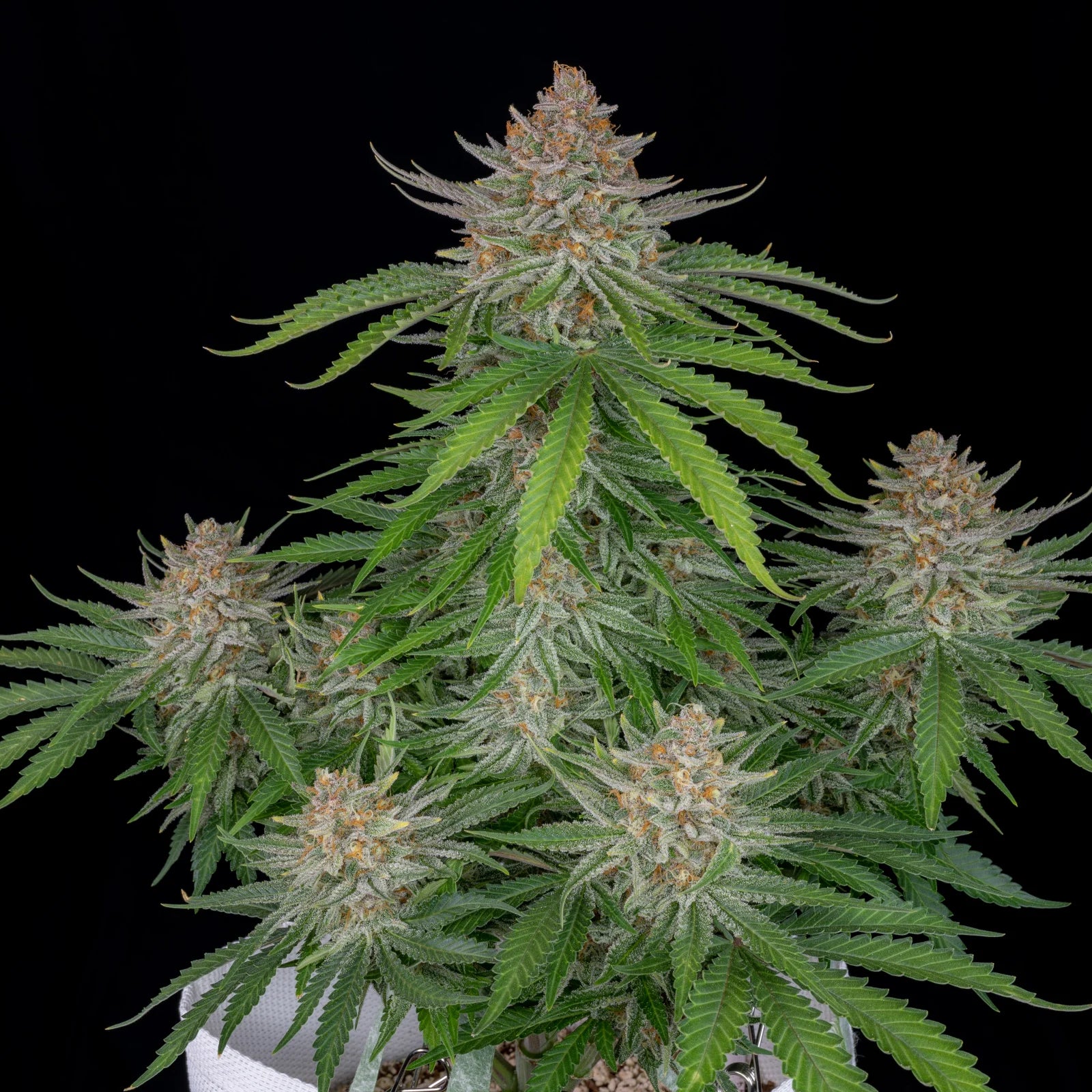 Strawberry Pie - Auto