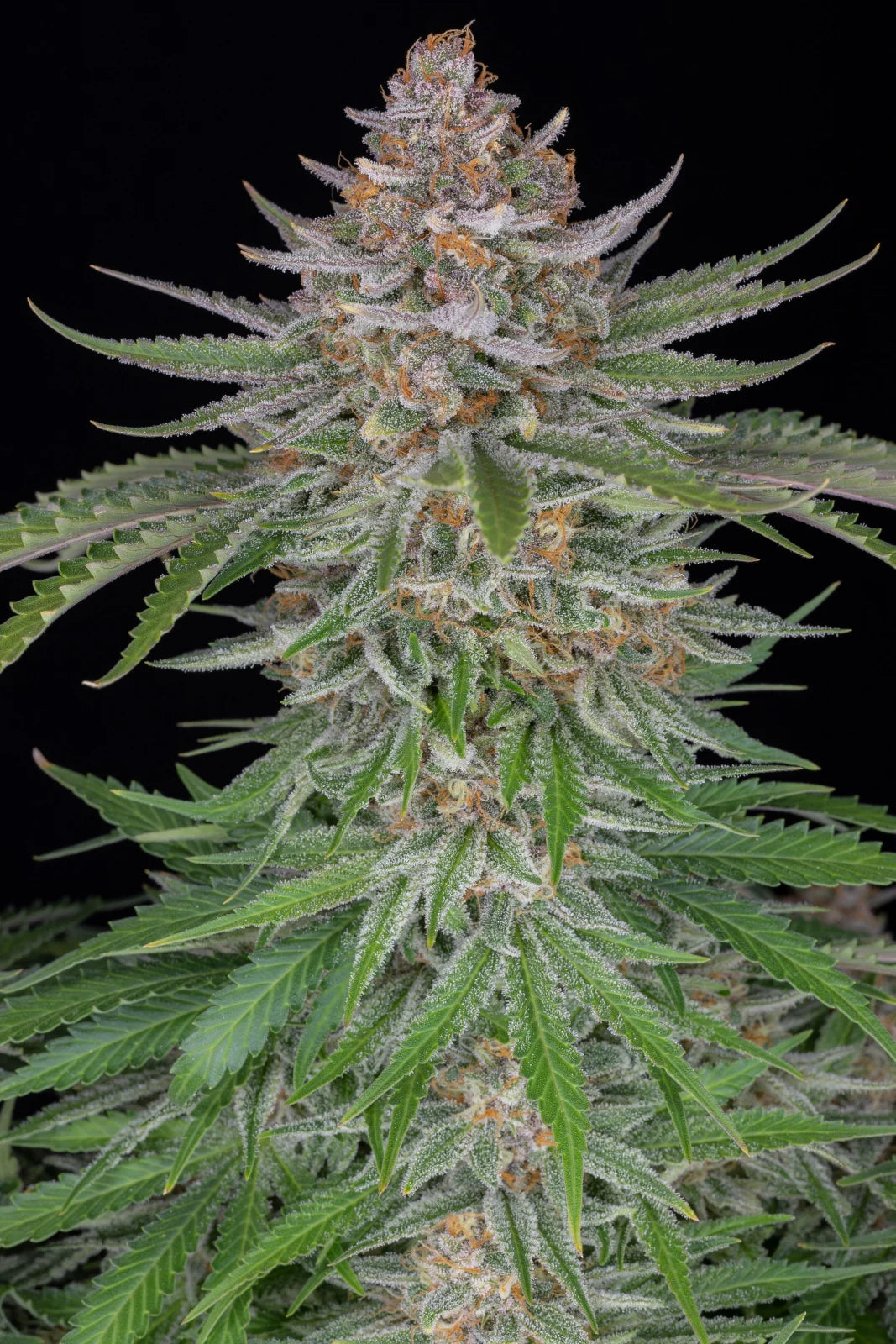 Strawberry Pie - Auto