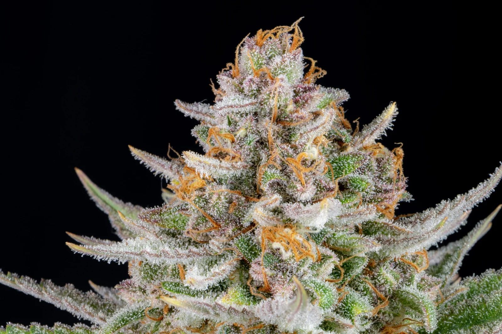 Strawberry Pie - Auto