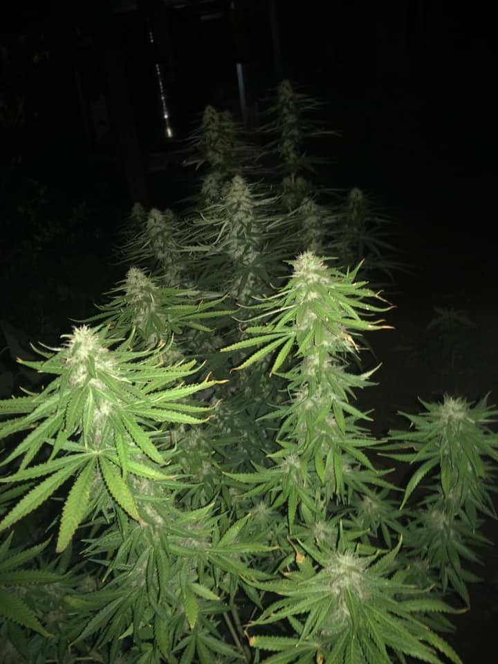 Super Silver Haze - Feminized