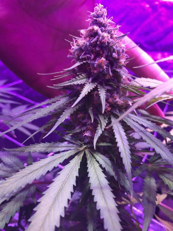 Super Silver Haze - Feminized 2