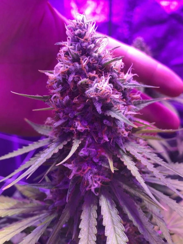 Super Silver Haze - Feminized 1