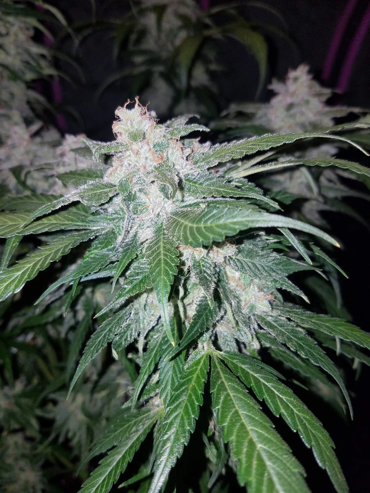 Tangie - Auto
