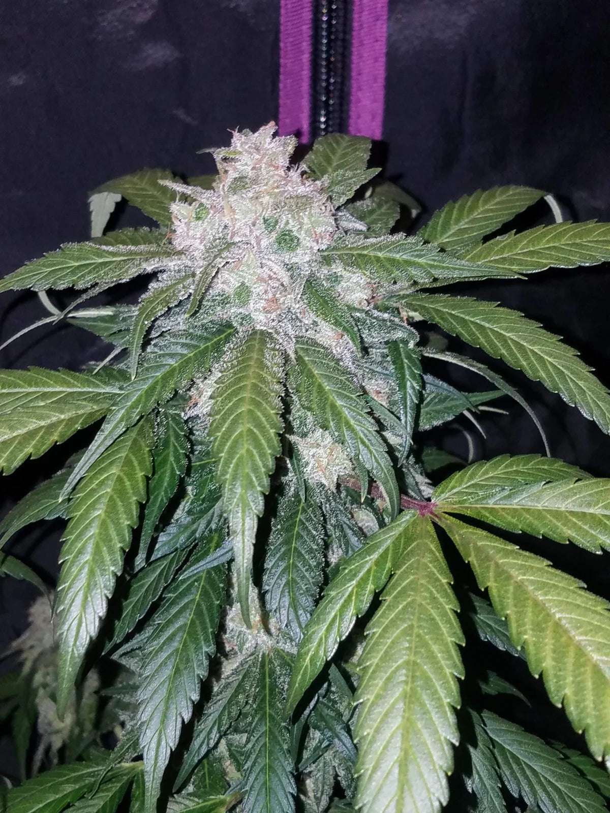 Tangie - Auto