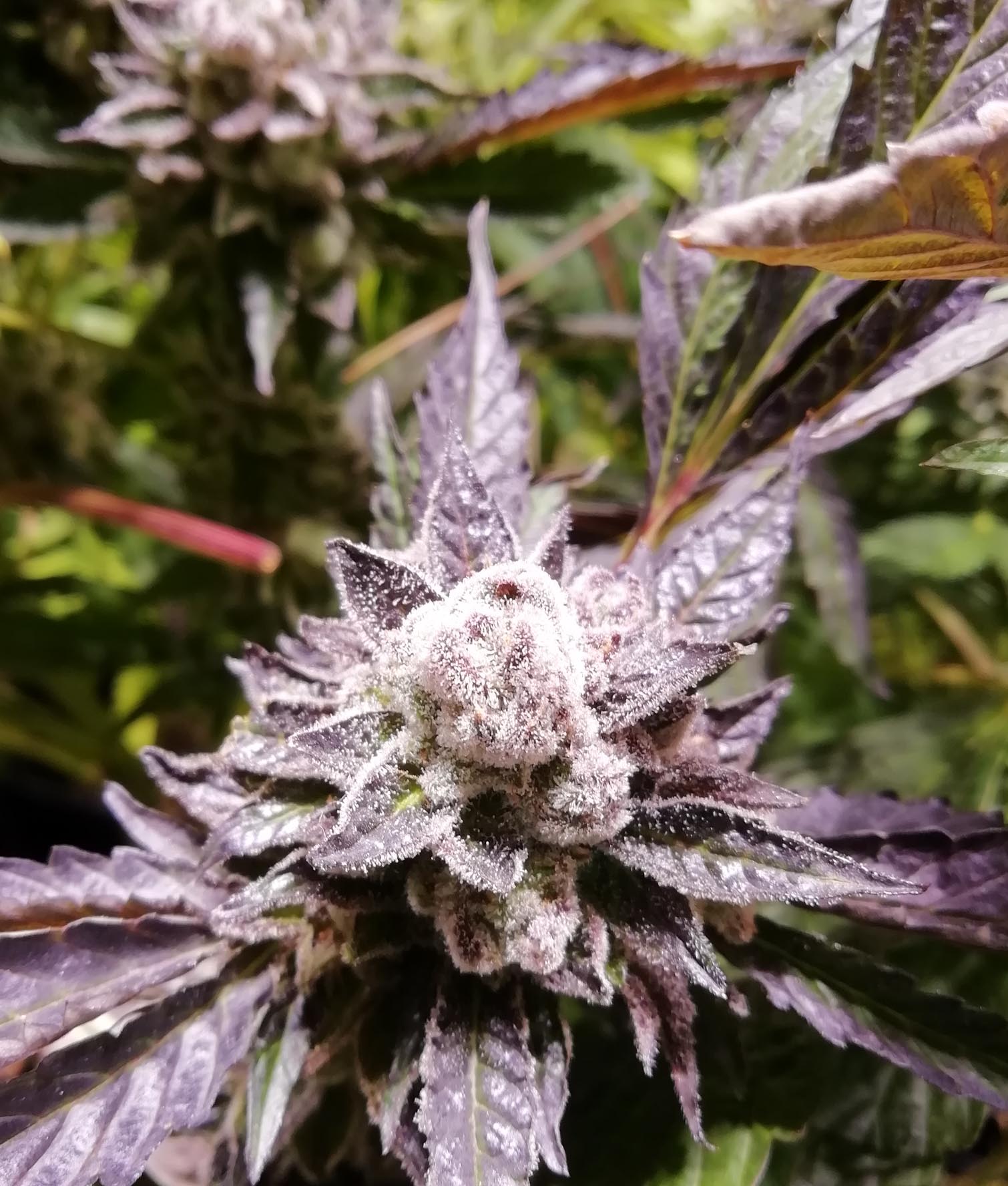 ORANGeGROOVYE BX – Feminized